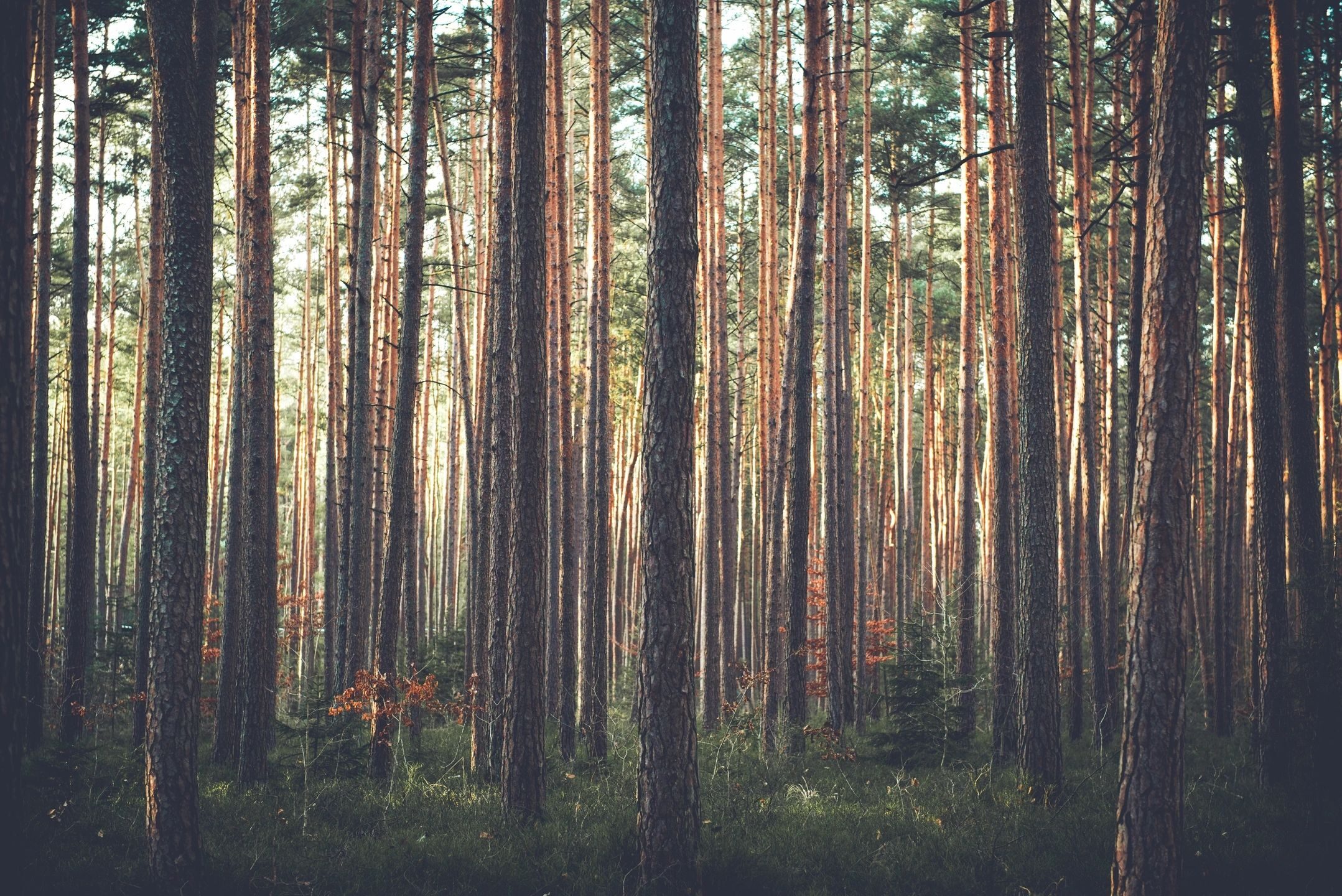 A green and shaded forest floor with tall pine trees stretching up above the top of the image.