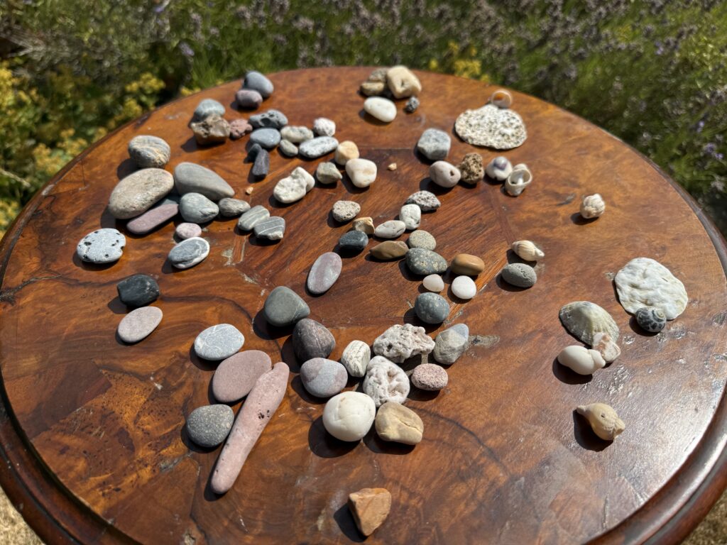 A selection of rocks and shells spread across a round wooden table with green plants behind